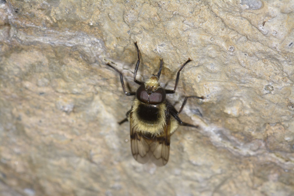 Syrphidae: Volucella bombylans